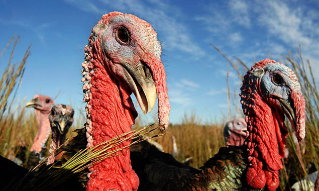 Good Shepherd Heritage Turkey