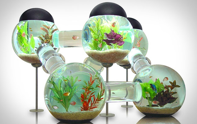 Labyrinth Aquarium