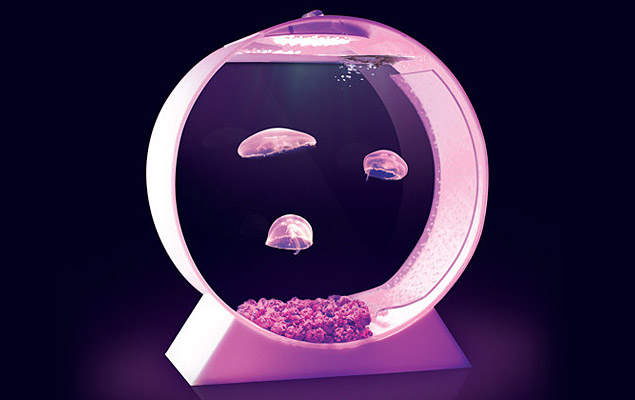 Jellyfish Tank