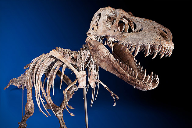 Tyrannosaurs Skeleton