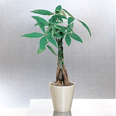 Money Tree