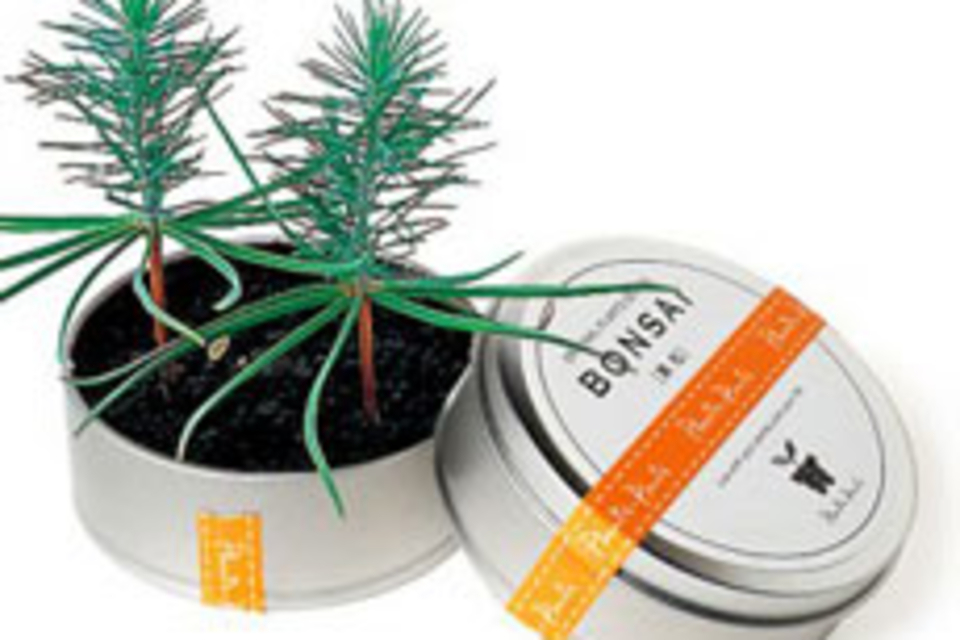 Bonsai Tree in a Can Bonsai Tree in a Can