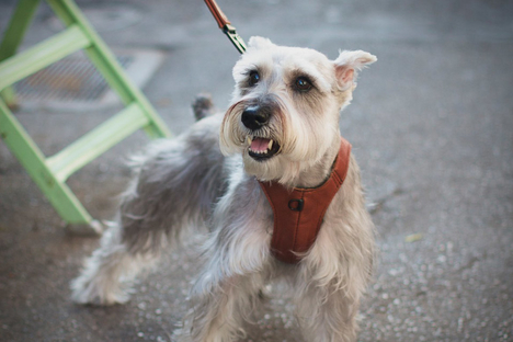 Chico & Dog Vest Chico & Dog Vest