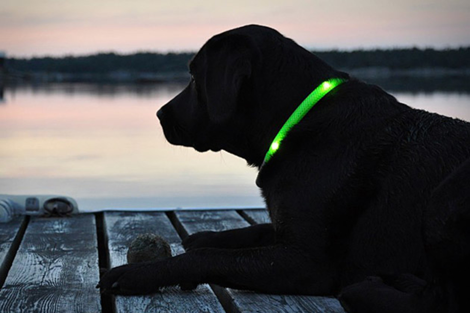 led dog collar with remote