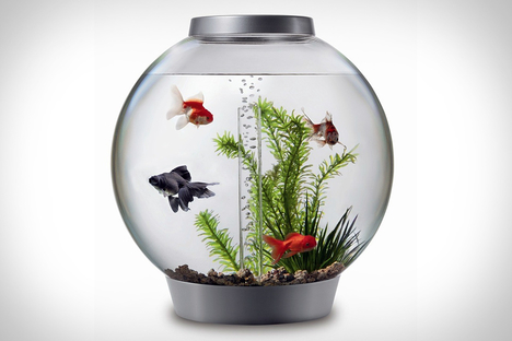 Biorb Aquarium Biorb Aquarium