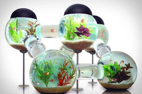 Labyrinth Aquarium Labyrinth Aquarium