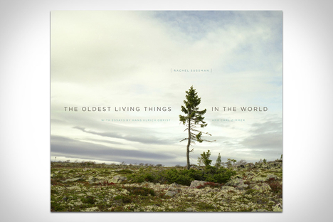 The Oldest Living Things In The World The Oldest Living Things In The World