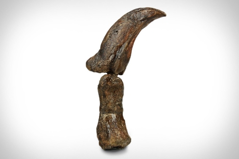 Velociraptor Claw Velociraptor Claw