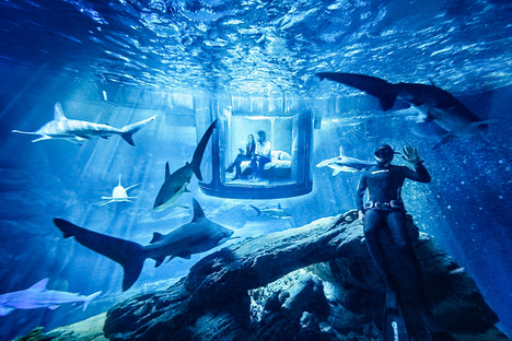 Shark Aquarium Underwater Bedroom Shark Aquarium Underwater Bedroom