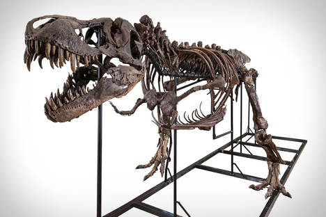 Tyrannosaurus Rex Skeleton Tyrannosaurus Rex Skeleton