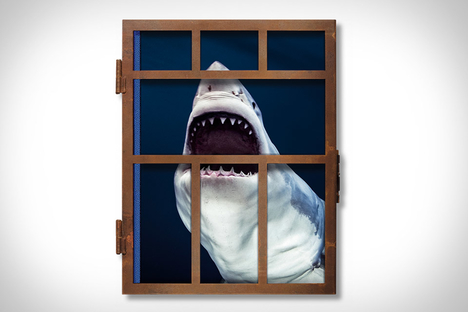 Sharks Sharks
