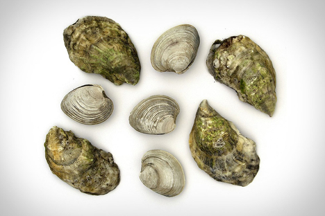 Island Creek Oysters Island Creek Oysters