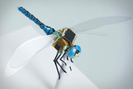 Dragonfly Cyborg Dragonfly Cyborg