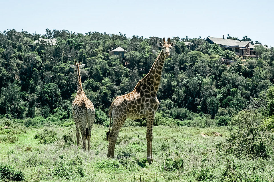 South African Private Game Reserve Uncrate
