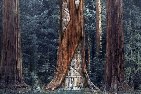 Giant Sequoia Skyscraper Concept Giant Sequoia Skyscraper Concept
