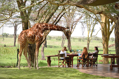 Endangered Species Private Jet Safari Endangered Species Private Jet Safari
