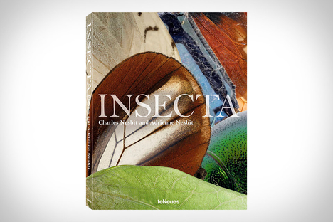Insecta