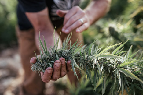 Process: Bloom Farms