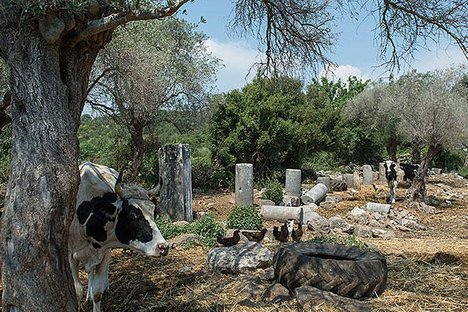 巴尔古利亚古城