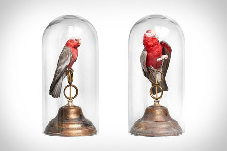Darwin, Sinke & Van Tongeren Fine Taxidermy Darwin, Sinke & Van Tongeren Fine Taxidermy