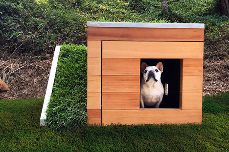 Dog Dream House