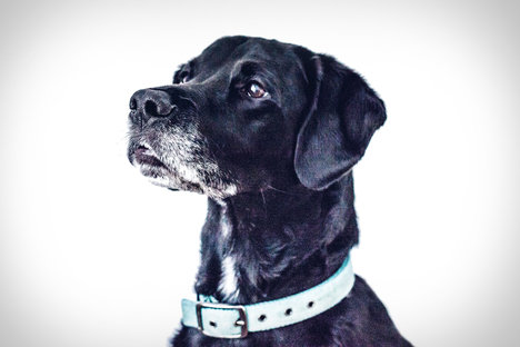 TSA Canine Adoption Program