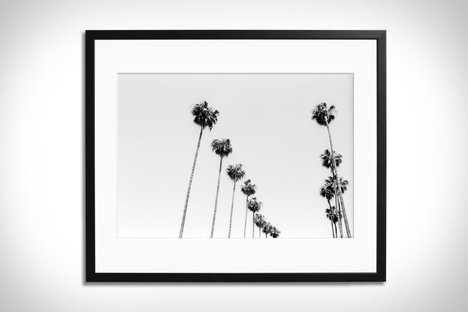 LA Palms Framed Print LA Palms Framed Print