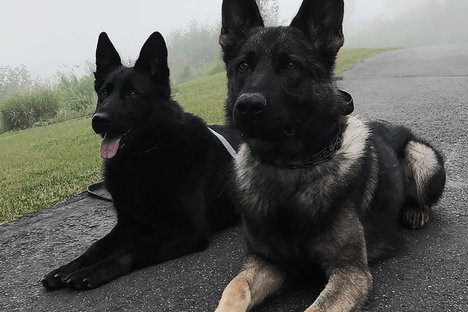 United Protection Dogs United Protection Dogs