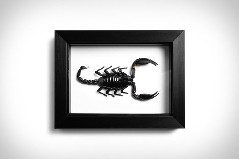Asian Scorpion Asian Scorpion