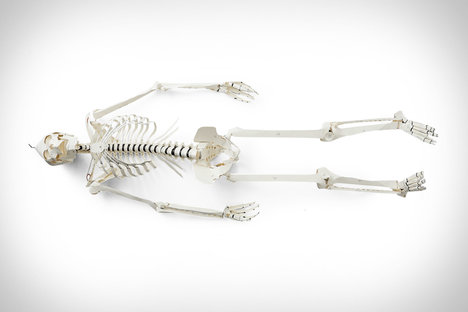 Build Your Own Skeleton Build Your Own Skeleton