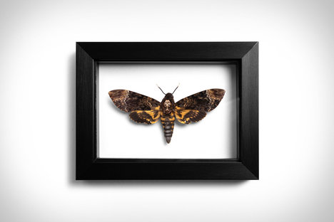 Death's Head Moth
