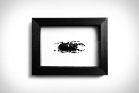 Stag Beetle Stag Beetle
