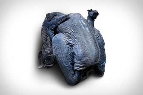 Blue Skinned Silkie Chicken