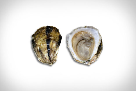 Wellfleet Royale Oysters Wellfleet Royale Oysters