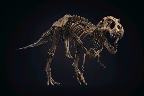 Stan the T-Rex Skeleton Stan the T-Rex Skeleton
