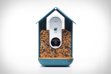 Compañero de pájaro