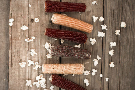 Popcorn on the Cob Popcorn on the Cob