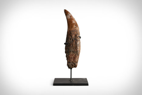 Complete Tyrannosaurus Rex Tooth Complete Tyrannosaurus Rex Tooth