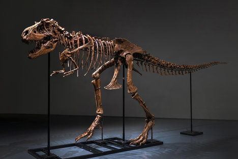 Gorgosaurus Skeleton Gorgosaurus Skeleton