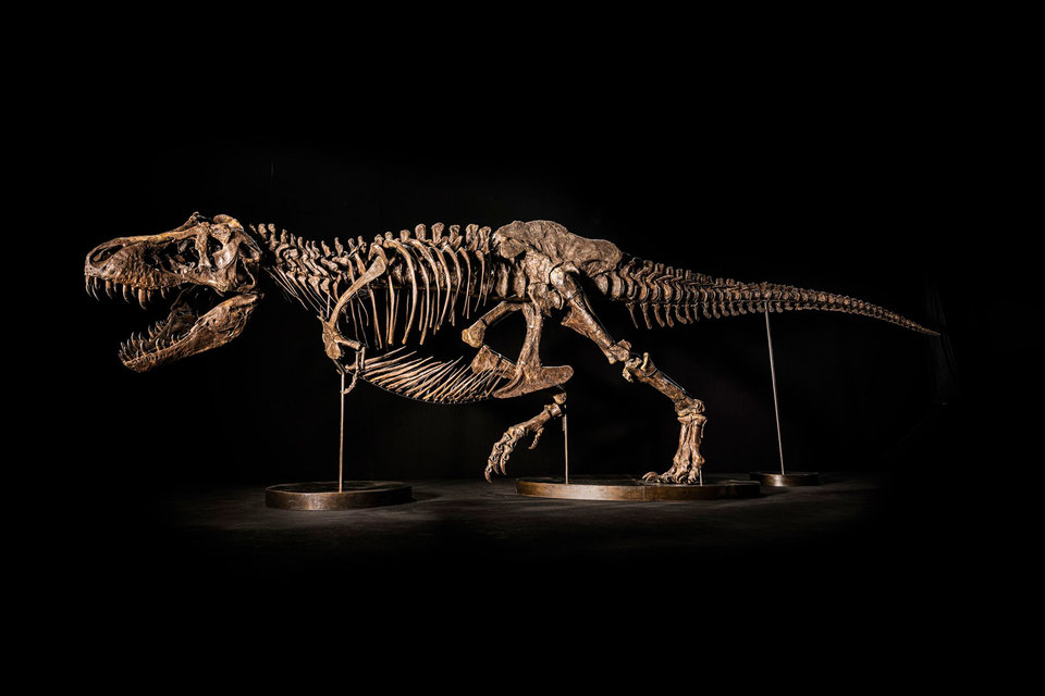 シェン ティラノサウルス レックス スケルトン | Uncrate