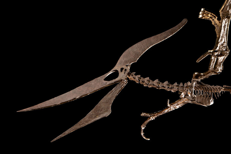 Horus Pteranodon Skeleton