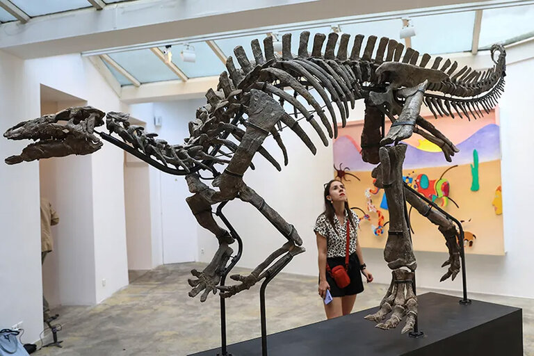 Barry the Camptosaurus Skeleton