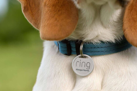 Ring Pet Tag Ring Pet Tag