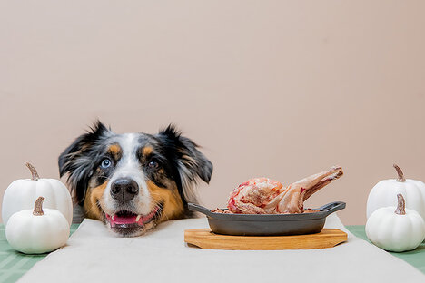 Vital Essentials Turducken Hundefutter-Sortenteller