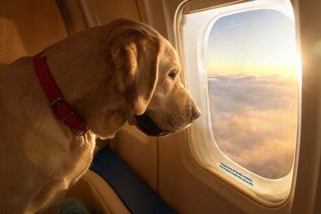 Bark Air Bark Air