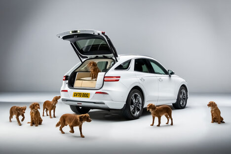 Genesis X Dog Concept Genesis X Dog Concept
