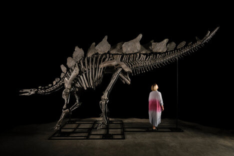Apex the Stegosaurus Apex the Stegosaurus