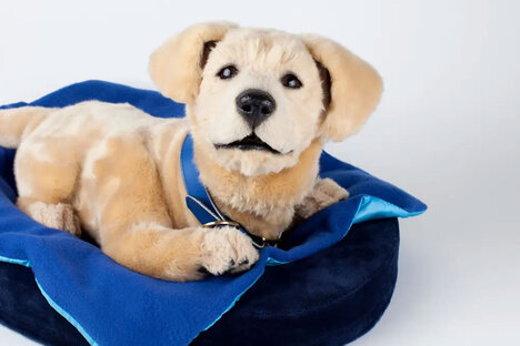Tombot Emotional Support Robot Puppy Tombot Emotional Support Robot Puppy