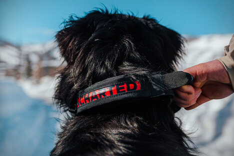 神秘海域补给 狼群急救犬项圈