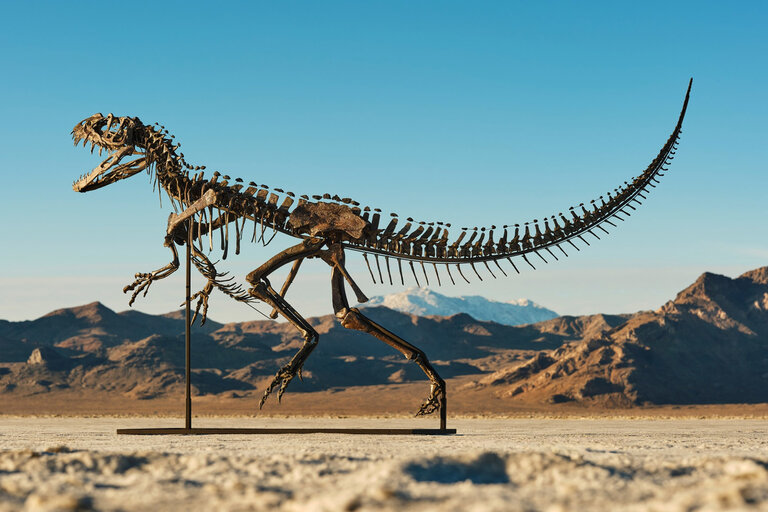 Juvenile Ceratosaurus Skeleton